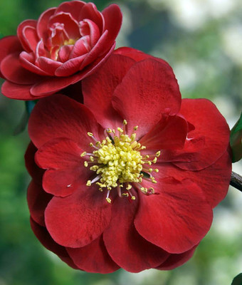 Double Take™ Chaenomeles Scarlet Storm PPAF- Flowering Quince - Proven Winners