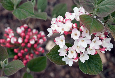Korean Spice Viburnum carlesii - World's Most Beautiful/Fragrant Shrub - 4" Pot