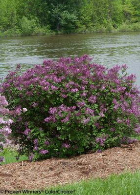Bloomerang® Dark Purple Lilac - Syringa - Proven Winners - 4" Pot