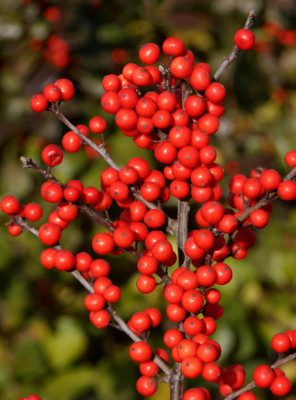 Berry Heavy®  Winterberry - Ilex - Vivid - Also Bonsai! - Proven Winner