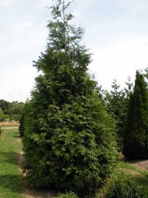 Spring Grove® Western Arborvitae Thuja plicata - 4" Pot - Proven Winners