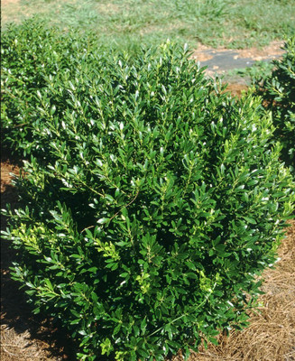 Shamrock Inkberry Holly - 4" pot - Ilex glabra