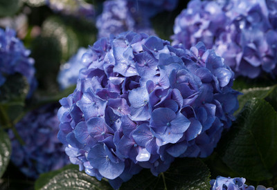 Let's Dance® Blue Jangles™ Reblooming Hydrangea - 4" Pot - Proven Winners