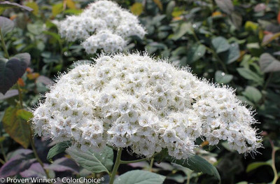 DOUBLE PLAY® BLUE KAZOO® Spirea - 4" Pot - Proven Winners