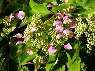 Rose Sensation False Hydrangea - 4" pot - Schizophragma - Proven Winners