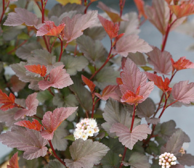 GINGER WINE® Ninebark - 4" pot - Physocarpus - Proven Winners