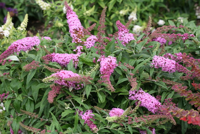 Pugster Pink® Butterfly Bush - 4" pot - Buddleia
