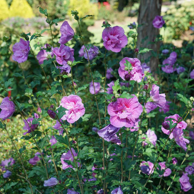 Dark Lavender CHIFFON® Hibiscus - Rose of Sharon - Proven Winner - 4" pot