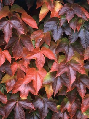 Boston Ivy Plant - Parthenocissus ticuspidata Veitchii - 2.5" Pot