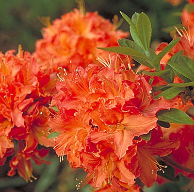 Mandarin Lights Deciduous Exbury Azalea - Very Hardy - 4" Pot