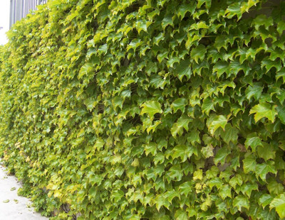 Fenway Park Golden Boston Ivy Plant - Parthenocissus - 2.5" Pot