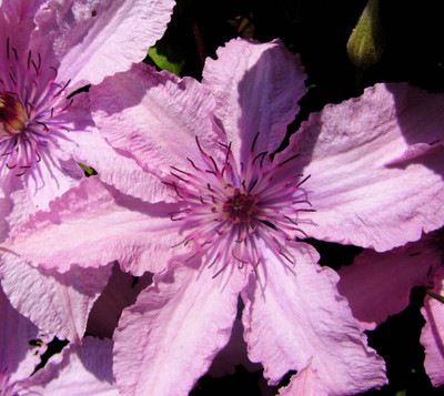 Clematis Hagley Hybrid (Pink Chiffon) Vine - 2.5" Pot
