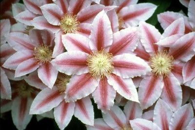 Bees Jubilee Clematis Vine - Pink & Red Blooms - 2.5" Pot