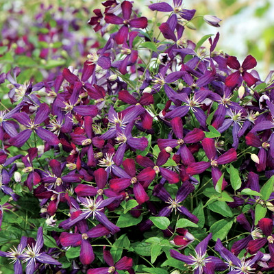 Sweet Summer Love Clematis - Fragrant/Long Blooming - 4" Pot - Proven Winner