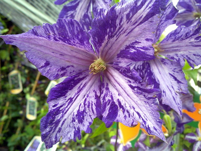 Tie Dye Clematis - Large 6" Flowers - Dark Purple/Silver Streaks - 2.5" Pot
