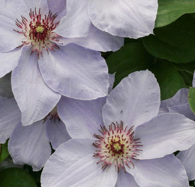 Still Waters™ Clematis - 4" Pot - Proven Winners