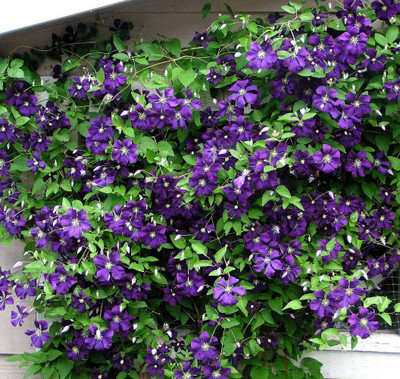 Jackmani Superba Clematis Vine - 2.5" Pot