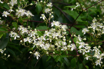 Clematis virginiana - Fall Blooming Love Vine - 2.5" Pot - Very Hard Vine