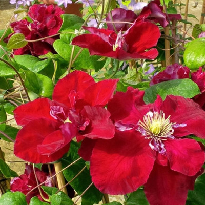 Charmaine Clematis Vine - Rich Pinkish Red - 2.5" Pot