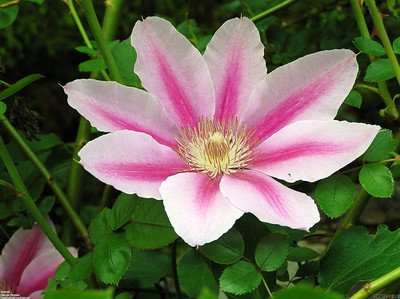 Pink Cameo Clematis Vine  - Early Large-flowered Fragrant - 2.5" Pot