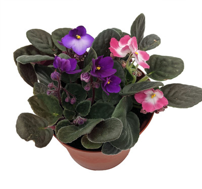 Novelty African Violet - 6" Pot - Best Blooming Plant