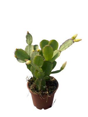 White Easter Cactus - Rhipsalidopsis - 2.5" Pot - Rare Plant