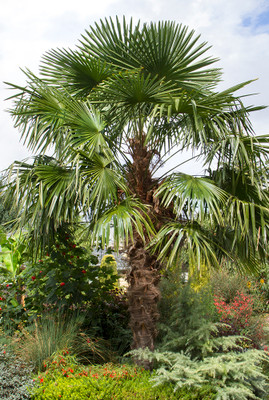 Windmill Palm - Chusan Palm - Trachycarpus fortunei - 4" Pot
