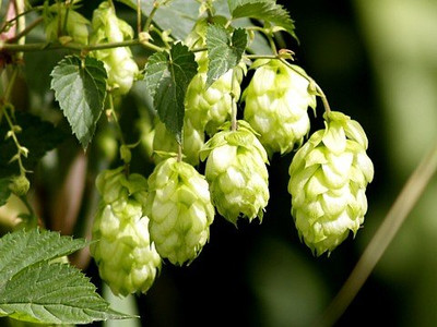 Nugget Hops Vine - Humulus - Grow your own Beer! - 3" Pot