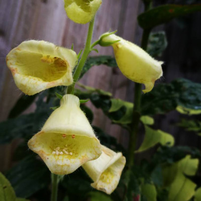 Carillon Dwarf Foxglove - Digitalis - Hardy Perennial Plant - Quart Pot