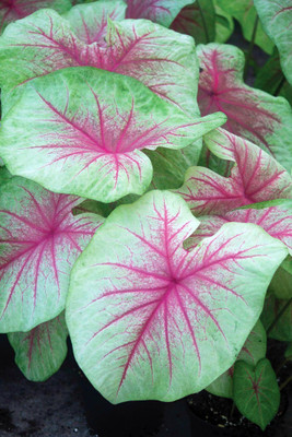 Mint Julep Caladium - 3 Bulbs - Fancy Pink Veins with Lime Green Edge