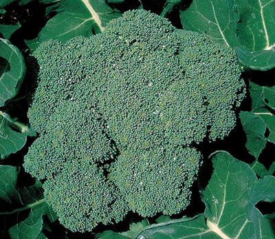 Premium Crop Broccoli Plant - 2.5" Pot - Heavy Yields/Great Taste