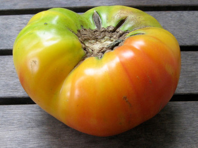 Pineapple Tomato Plant - Bicolored Heirloom - 2.5" Pot