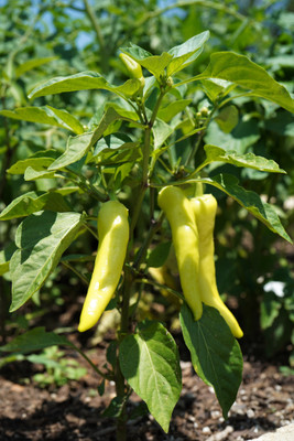 Sweet Banana Pepper Plant - 2.5" Pot - Pickling!