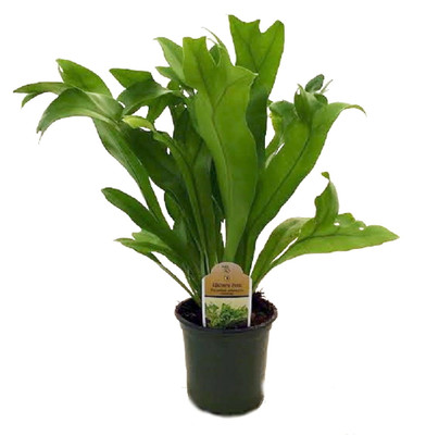 Rare Elkhorn Fern Plant - 4" Pot - Polypodium polycarpon - Easy to Grow Indoors