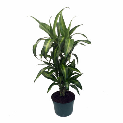 Hawaiian Sunshine Cane Dragon Tree - Dracaena - 6" Pot -Easy to Grow House Plant