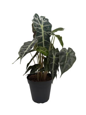 Amazon Black Shield Plant - Alocasia amazonica - Polly - 4" Pot