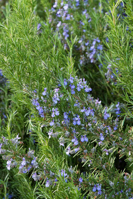 Tuscan Blue Rosemary Plant - Inside or Out - Easy to Grow - 3"  Pot