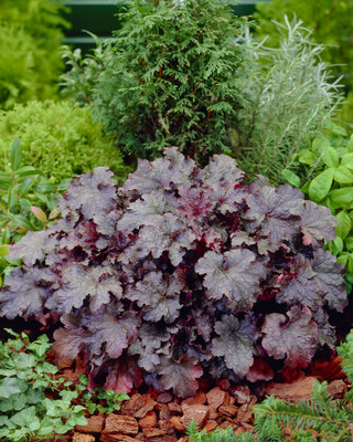 'Plum Pudding' Coral Bells - Heuchera - Fragrant - Shade Perennial - Gallon Pot