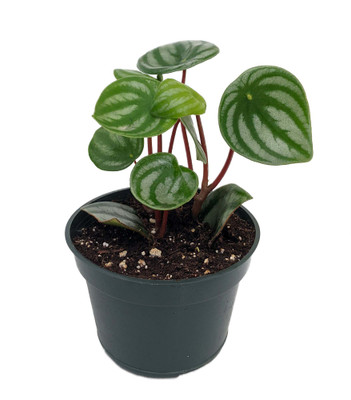 Watermelon Peperomia 4" Pot  - Collector's Series - Easy to Grow Houseplant