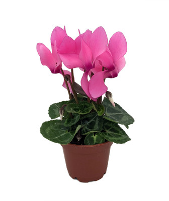 Bubblegum Pink Persian Violet - Cyclamen - House Plant - 2.5" Pot