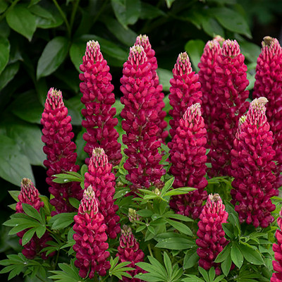 Hirt's-Gardens Products - Hirt's Gardens