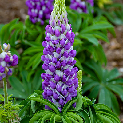 Mini Gallery™ Blue Bicolor Lupine Perennial - Lupinus polyphyllus - Gallon Pot