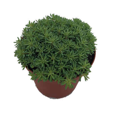 Blue Ball Sedum - Hardy Perennial Groundcover or Indoors - 3.75" Pot