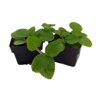 Creeping Charlie - Pilea nummulariifolia - 2 Pack 3" Pots - Easy House Plant