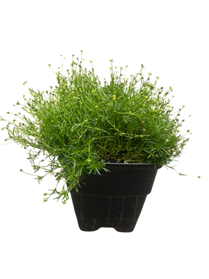Irish Moss - Sagina Subulata - Quart Pot - Hardy
