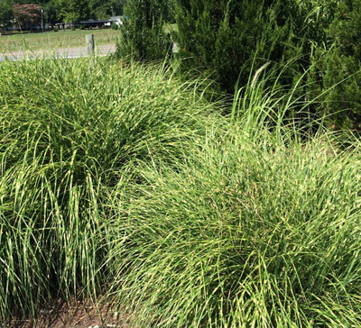 Little Zebra Grass Perennial - Miscanthus sinensis 'Little Zebra' - 4" Pot