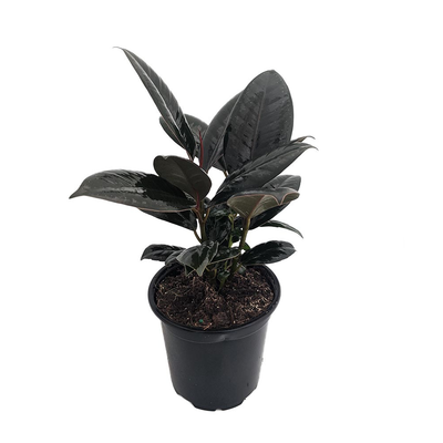Burgundy Rubber Tree Plant - Ficus - An Old Favorite - 4" Pot