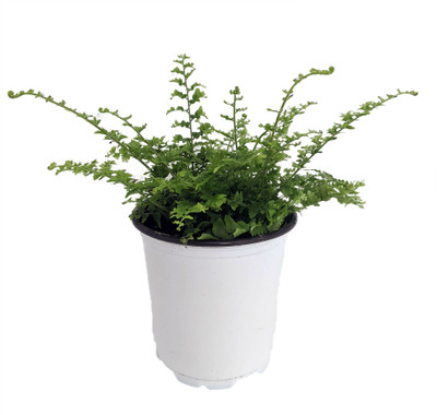 Fluffy Ruffles Fern - Nephrolepis exaltata - 4" Pot