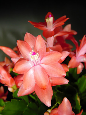 Sunset Dancer Christmas Cactus Plant - Zygocactus - 2" Pot