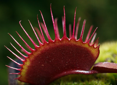 Red Dragon Venus Fly Trap Plant - Dionaea - 2" Pot